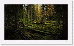 autum colors of taiga-3670 * 900 x 506 * (554KB)